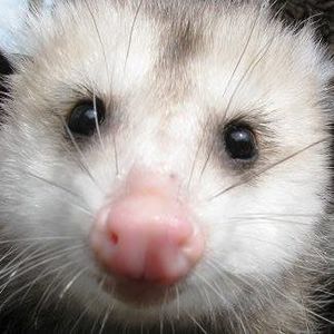 Meet your Posher, Luanne-dan